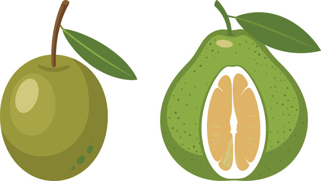 Green guava fruit vector illustration with whole and cut half showing seeds and pulp, tropical fresh organic food, botanical flat design isolated on background
