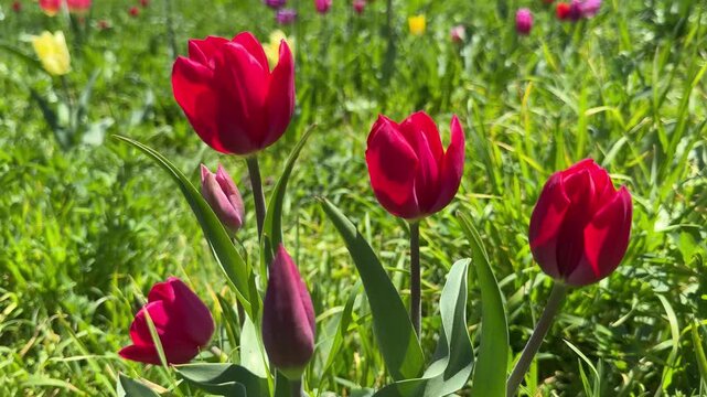 Red tulips tulipa flowers in the grass.