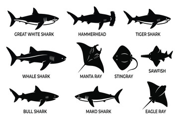 collection of various shark and ray fish silhouettes isolated on transparent background © Rashedul Haque Sakib