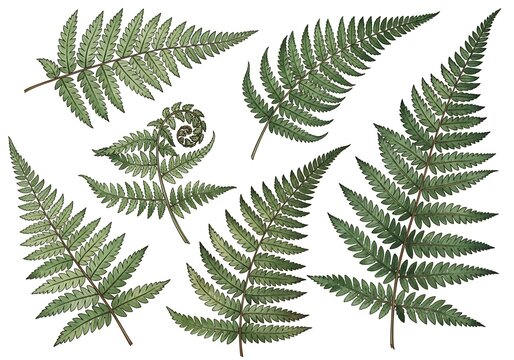 A collection of lush green fern fronds displaying intricate patterns and natural beauty