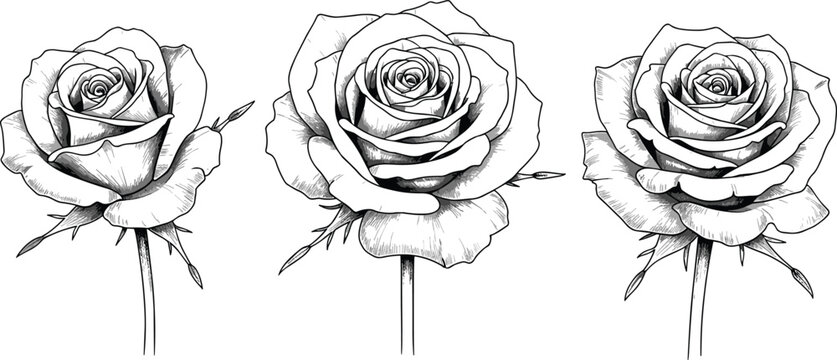 Rose flower vector illustration, botanical line art artwork, floral design element, nature motif concept, romantic garden graphic representation