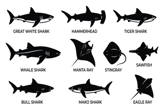 collection of various shark and ray fish silhouettes isolated on transparent background