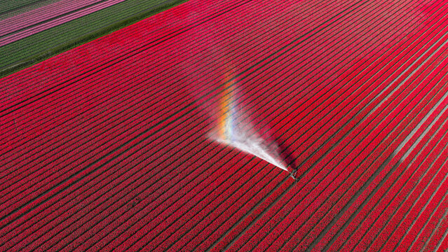 Aerial view of vibrant red tulip fields in straight rows with a water sprinkler creating a small rainbow in the mist in Alkmaar, North Holland, Netherlands.