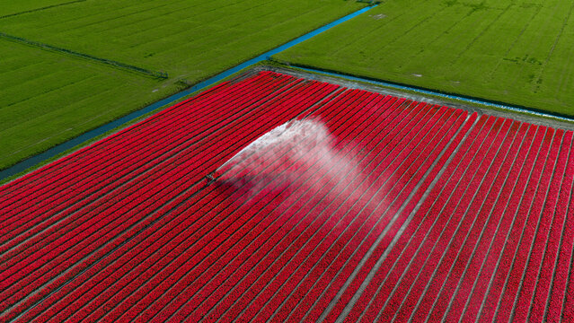 Aerial view of a vibrant red tulip field being irrigated by a water sprinkler system next to green meadows and canals in Alkmaar, North Holland, Netherlands.