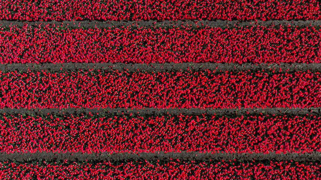 Aerial view of vibrant red tulip fields in parallel rows with dark soil visible between them in Alkmaar, North Holland, Netherlands.