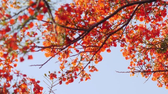 Close-Up of Vibrant Red Orange Royal Poinciana Flame Tree Flowers with Stamens and Buds on Branch