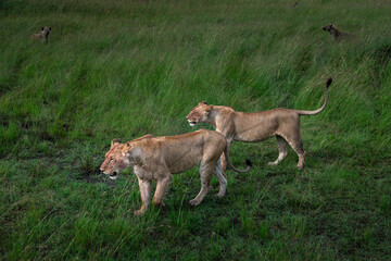 LIONESS FROMMASAI MARA © SURAJEET