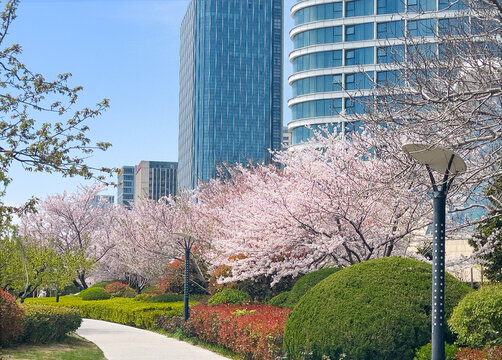 Sakura, pink cherry blossom trees in city park with modern buildings in spring, China