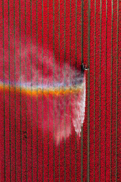Aerial view of vibrant red tulip fields being irrigated with a water sprayer creating a colorful rainbow mist over the neat rows Alkmaar, North Holland, Netherlands.