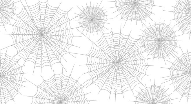 Spider Webs Isolated on White Background