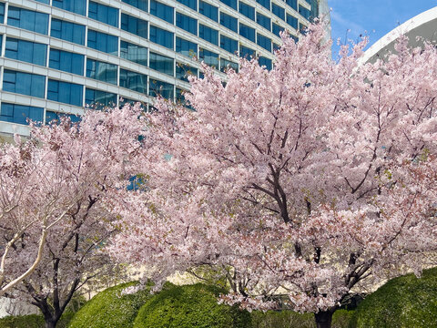 Sakura blossom in city park with modern buildings in spring in China