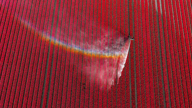 Aerial view of vibrant red tulip fields being watered with a mist spray creating a rainbow Alkmaar, North Holland, Netherlands.