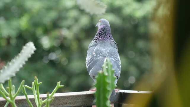 Pigeons feeding on rooftop in big city.
