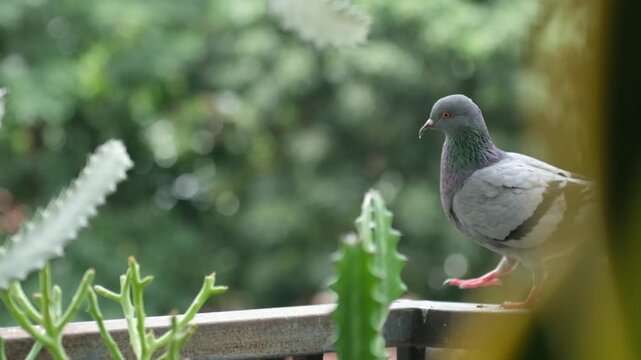 Pigeons feeding on rooftop in big city.