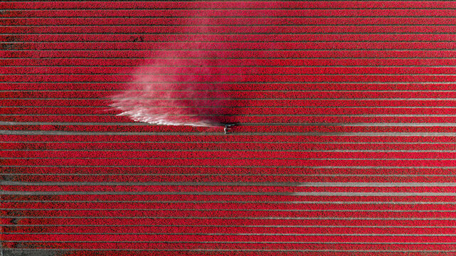 Aerial view of vibrant red tulip fields with a sprayer spraying mist over the blooming flowers Alkmaar, North Holland, Netherlands.