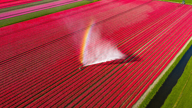 Aerial view of vibrant red tulip fields being irrigated by a sprinkler creating a rainbow in Alkmaar, North Holland, Netherlands.