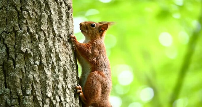 A cute red squirrel climbing on a tree trunk in a lush green forest.