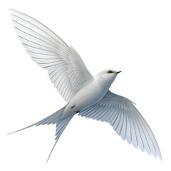 Obraz premium A white bird is flying in the air with its wings spread wide