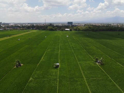 Aerial view of vast green rice fields with small shelters and the city skyline in the distance under a bright sky Madiun, East Java, Indonesia.