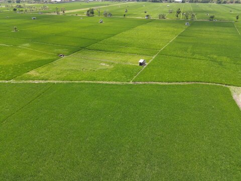 Aerial view of vast green rice fields with small wooden huts and scattered trees under bright sunlight in Madiun, East Java, Indonesia.