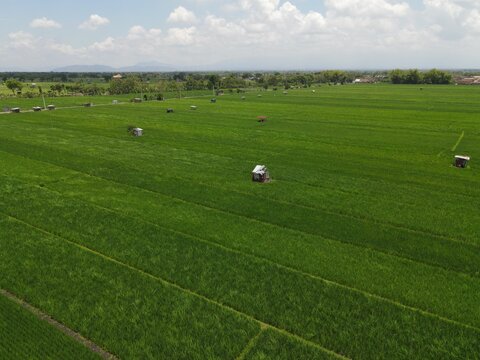 Aerial view of vast green rice fields with small wooden huts under a bright sky with fluffy clouds in Madiun, East Java, Indonesia.