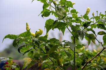 Pale green chili peppers growing on a leafy plant © AnrizStock