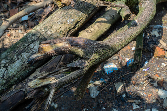 Splintered end of a broken tree branch on the ground