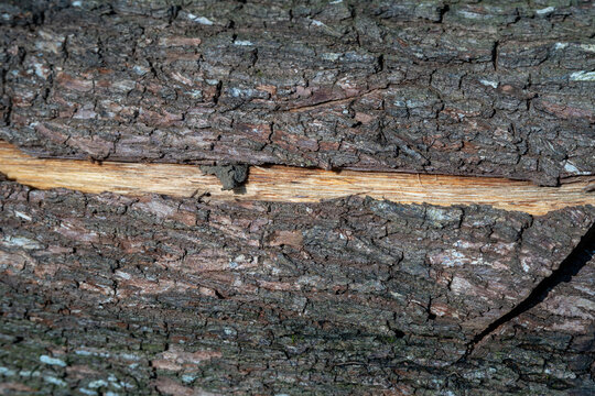 Rough tree bark with a horizontal split revealing smooth inner wood