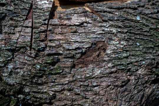 Deeply textured dark brown tree bark with vertical cuts