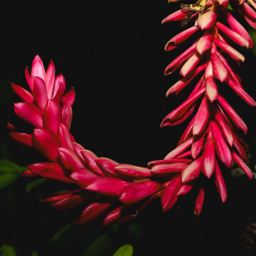 Alpinia purpurata (Vielle.) Schum.