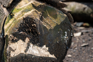 Fototapeta premium Cross section of a cut tree log showing deep cracks and wood rot