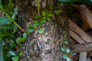 Small green climbing vine with round leaves on a rough tree trunk © AnrizStock