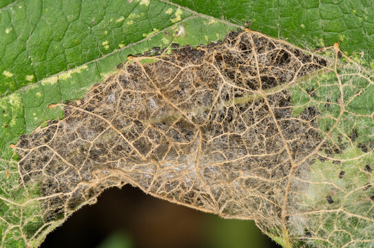 Skeletonized leaf damage and feces from Fall webworms caterpillar larvae Hyphantria cunea insect nature.