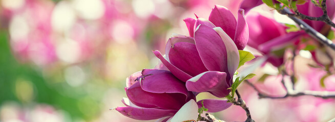 Blossoming magnolia flowers. Springtime. Vintage natural flowers background © vvvita