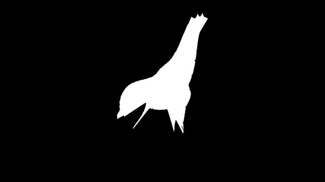 White Silhouette of a Giraffe Head and Neck on Black Background animal wildlife