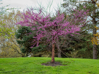 Fototapeta premium macro close up of eastern redbud cercis canadensis pink spring blossoms and new green buds on a tree branch with soft natural bokeh background