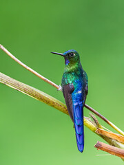 Fototapeta premium Vibrant Violet-tailed Sylph Hummingbird Perched on a Branch in Colombia