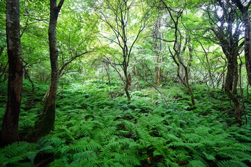 Fototapeta premium primeval forest with ferns and old trees