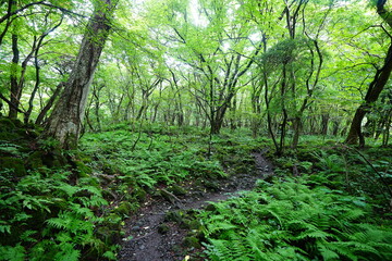 Fototapeta premium dense summer forest and fine pathway