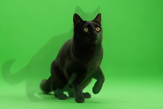 A black cat walking towards the camera on a green screen background in a video