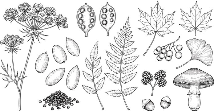 Vintage Botanical Elements Collection with Leaves Seeds Flowers Mushroom and Hand Drawn Nature Sketch Illustration Set for Design
