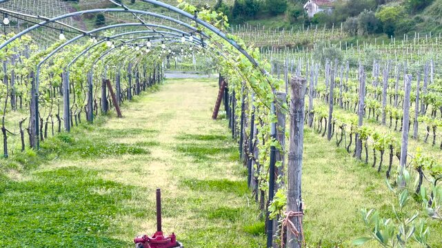 Scenic vineyard with arched trellis and light bulbs against Italian village background. Rows of young grapevines grow under metal frames with decorative lighting in beautiful countryside. High quality