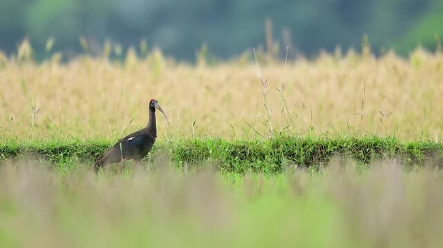 Red napped ibis is captured in a natural feeding moment, probing the earth in search of insect prey
