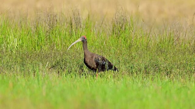 Across the open field, the red napped ibis pauses occasionally, probing the soil with its long curved bill while continuing its steady foraging routine