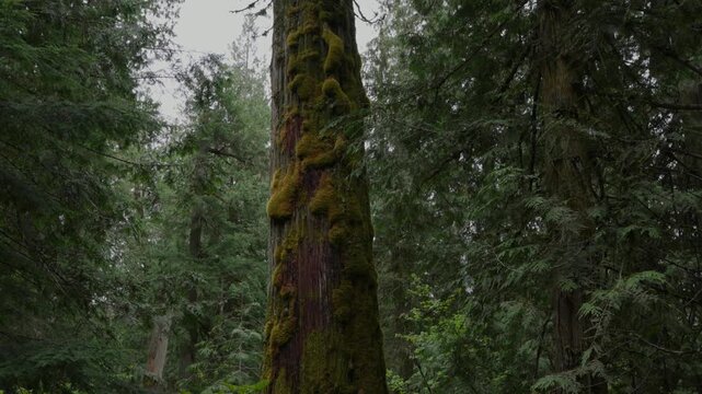 Mossy tree trunk stands tall in a lush, green old growth forest under diffuse light