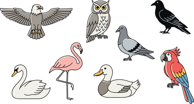 Bird illustration set featuring eagle owl crow pigeon flamingo swan duck parrot in colorful flat cartoon vector style