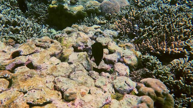 Tracking shot following a Zebrasoma rostratum or longnose surgeonfish as it swims away along the dense coral reef in Dauin, Philippines