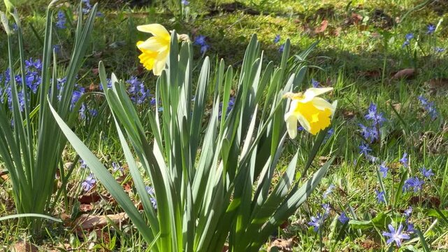Yellow daffodils and blue scilla flowers growing in a sunny springtime garden