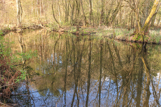 Fr&uuml;hling im Schlaubetal, Ufer am Langesee