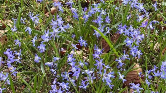 Blue scilla siberica flowers growing among green grass and dry leaves